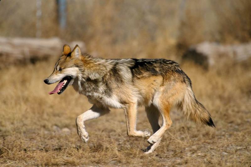 Mexican Wolf.jpg