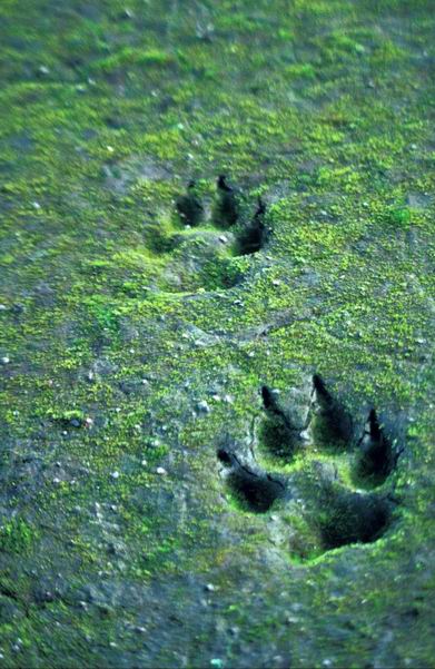 Wolf Tracks in Sand.jpg