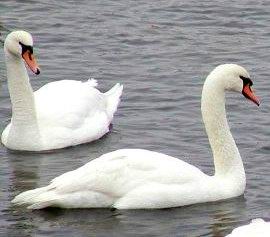 mute swan.jpg