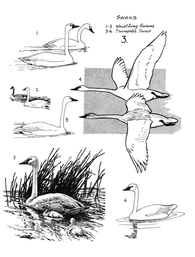 Types of Swans.jpg