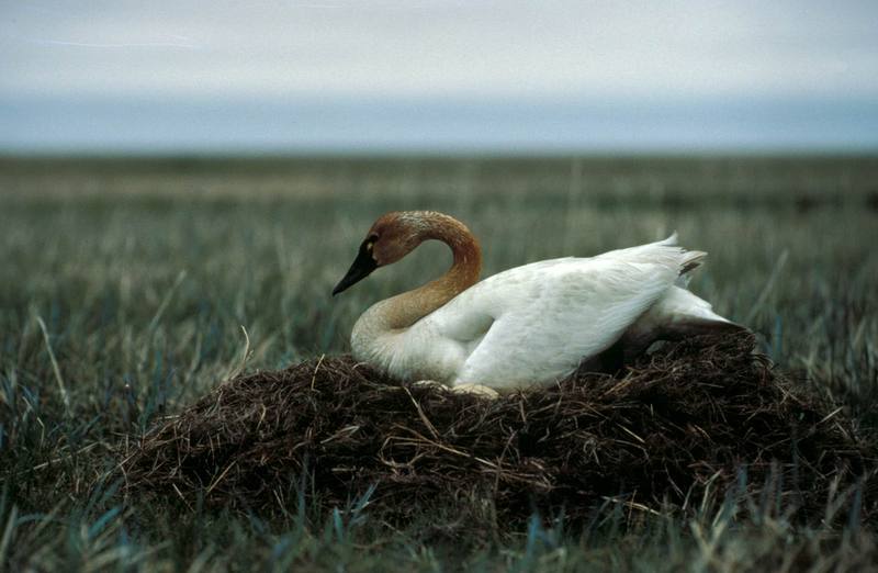 Tundra Swan on Nest.jpg