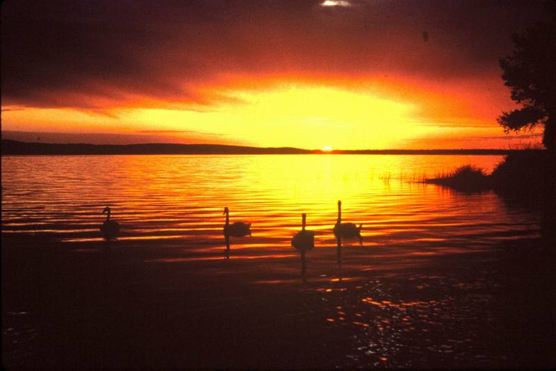 Sunset and Swans.jpg