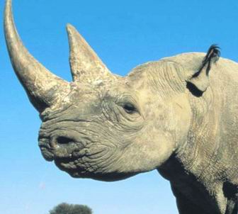 Black rhinoceros - Diceros bicornis .jpg