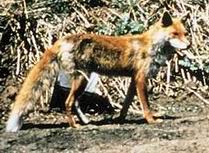Korean red fox (한국여우)- Vulpes vulpes peculiosa - 원병오.jpg