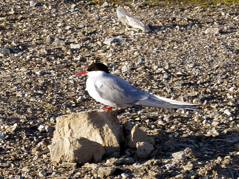Arctic tern.jpg