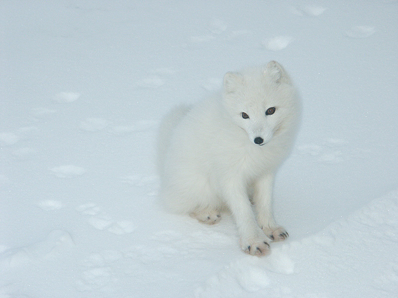 Arctic Fox - white phase.jpg