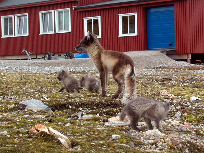 Arctic Foxes - mom and cubs.jpg