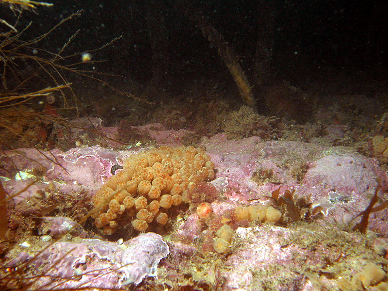 colonial sea urchin.jpg