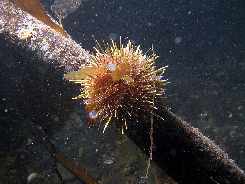 sea urchin.jpg