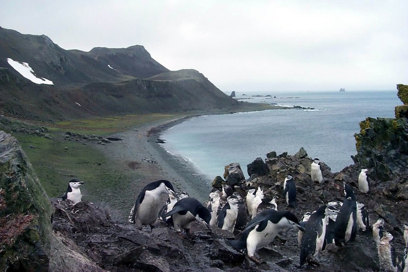 polar 159-chinstrap penguin flock.jpg