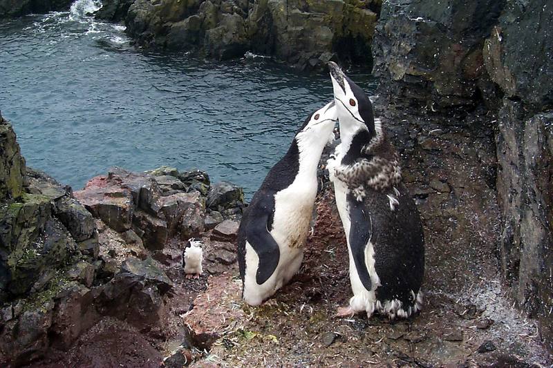 polar 160-chinstrap penguin pair.jpg