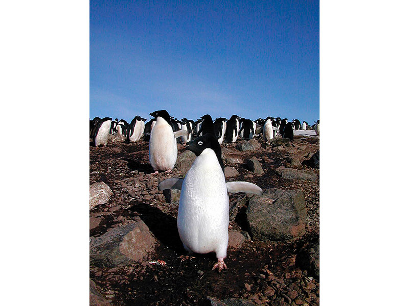 Adelie penguins.jpg