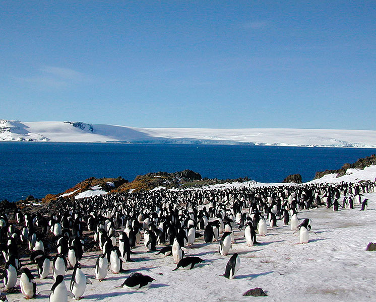 Adelie penguin colony.jpg