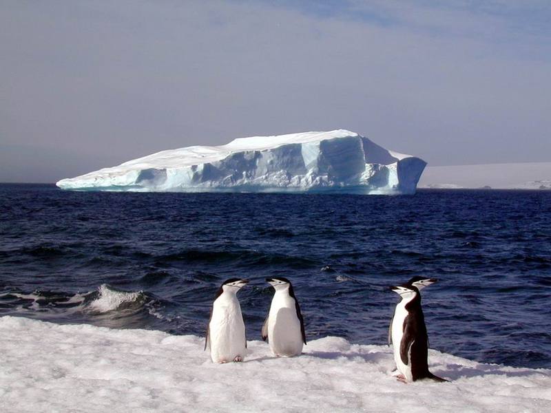 polar 163-Chinstrap penguins.jpg