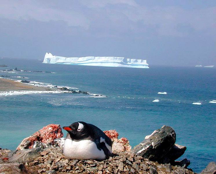 Gentoo Penguin incubating.jpg