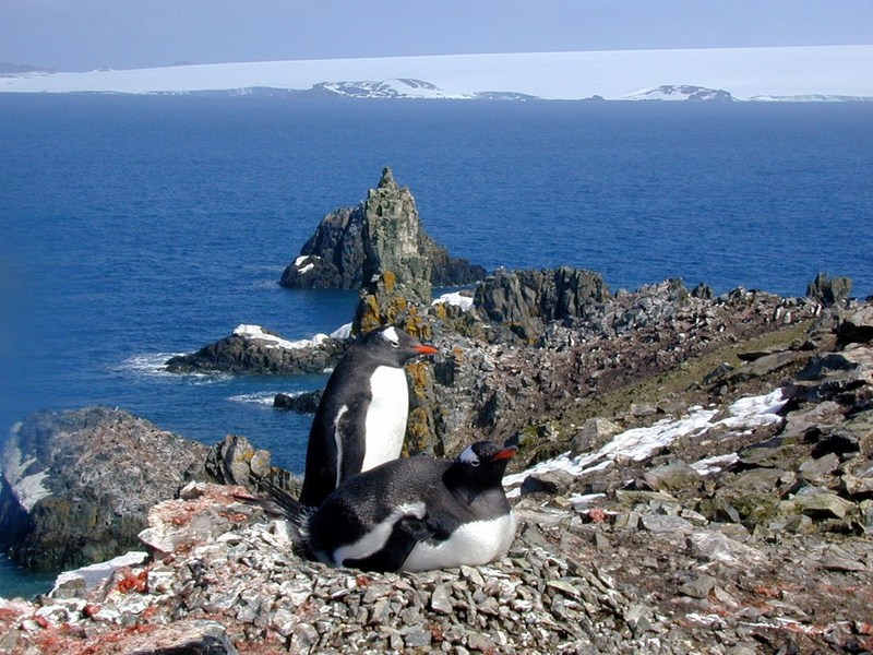 polar 161-Gentoo Penguin pair.jpg