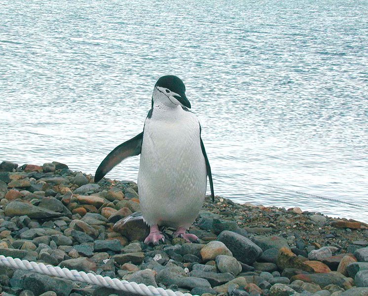 Chinstrap penguin.jpg