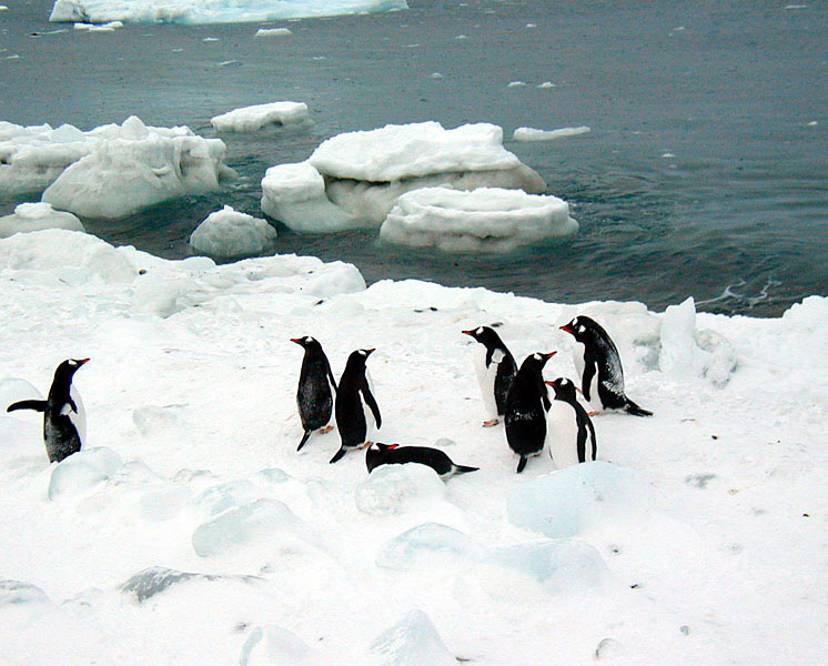 Gentoo penguin flock.jpg