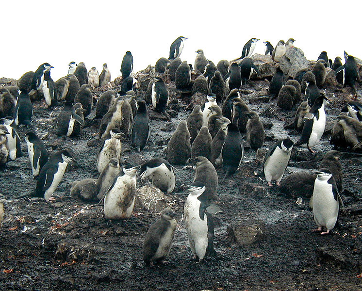 Chinstrap Penguin breeding colony.jpg