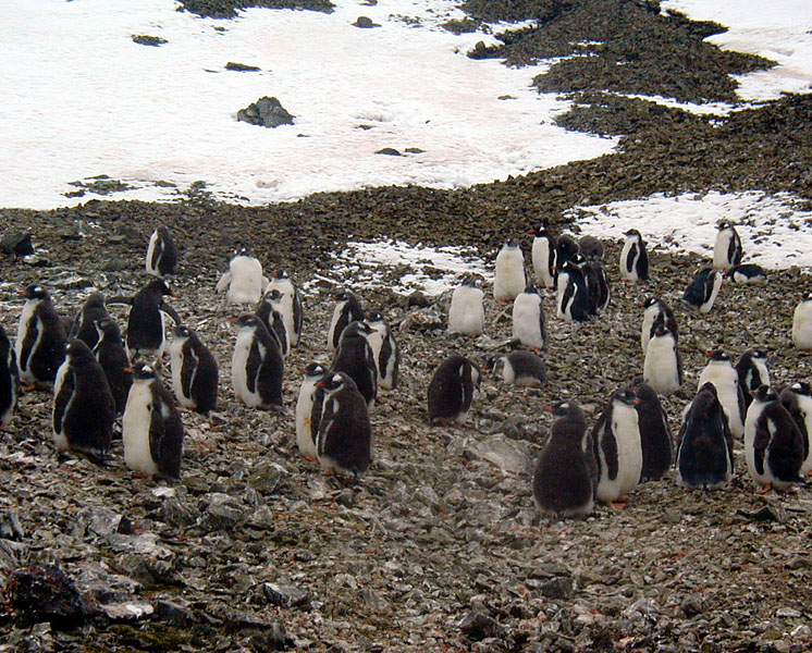 Chinstrap Penguin breeding colony.jpg