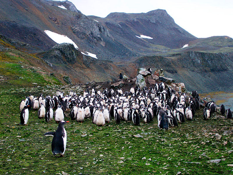 Gentoo Penguin breeding colony.jpg