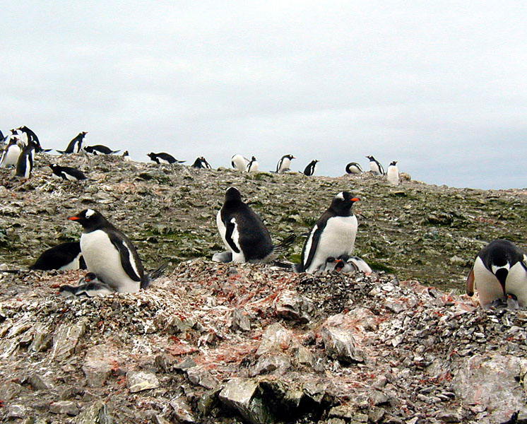 Gentoo Penguin nests.jpg