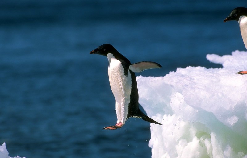 polar 168-Adelie Penguin jumps to water.jpg