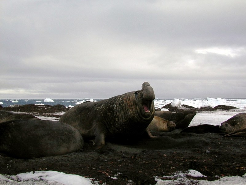 polar 73-Southern Elephant Seal colony.jpg