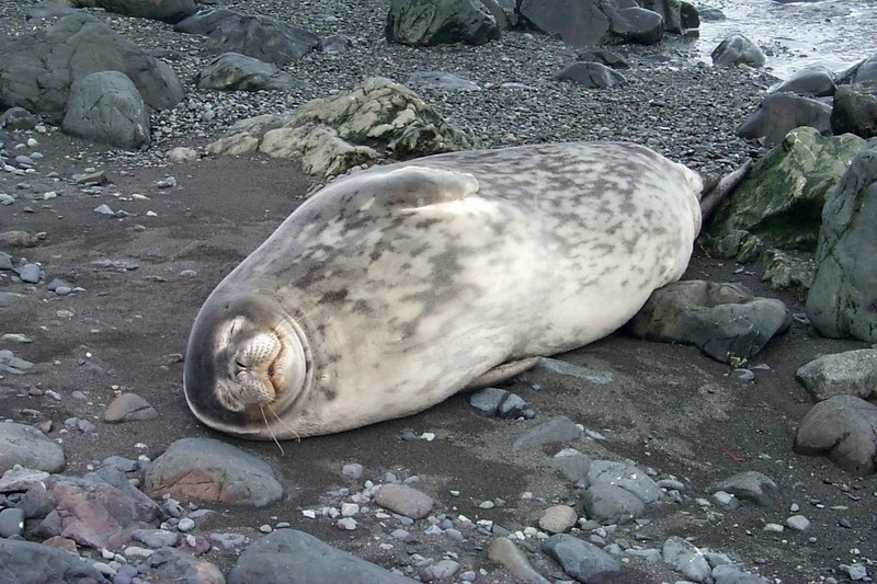 polar 69-Weddell Seal.jpg