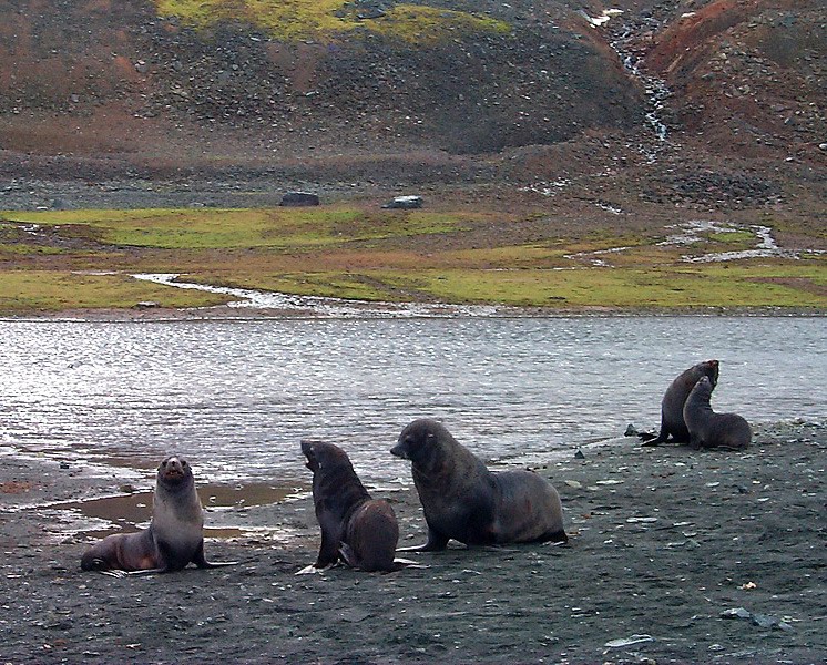 Antarctic Fur Seal family.jpg