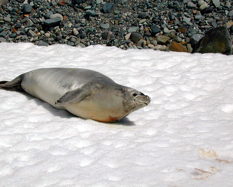 Crab-eater seal.jpg