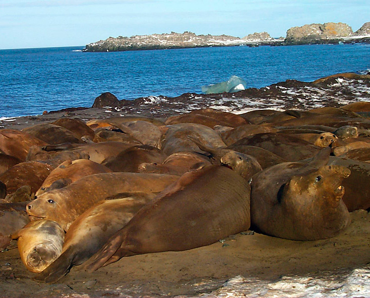 Southern Elephant Seal colony.jpg