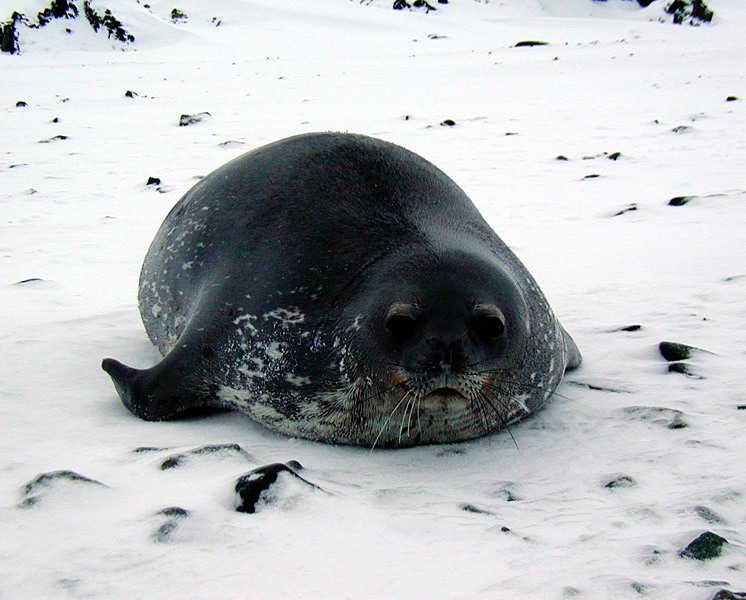 Weddell Seal.jpg