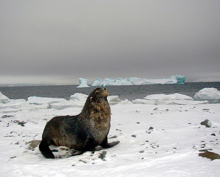 Antarctic Fur Seal.jpg