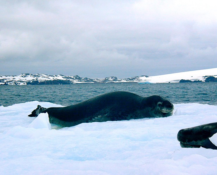 Leopard Seal.jpg