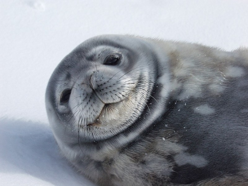 polar 232-young weddell seal.jpg