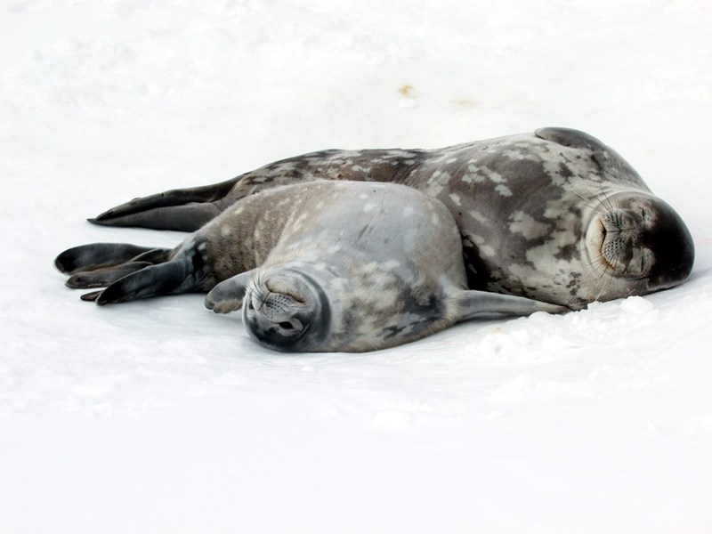 polar 231 - Weddell Seal mom and baby.jpg