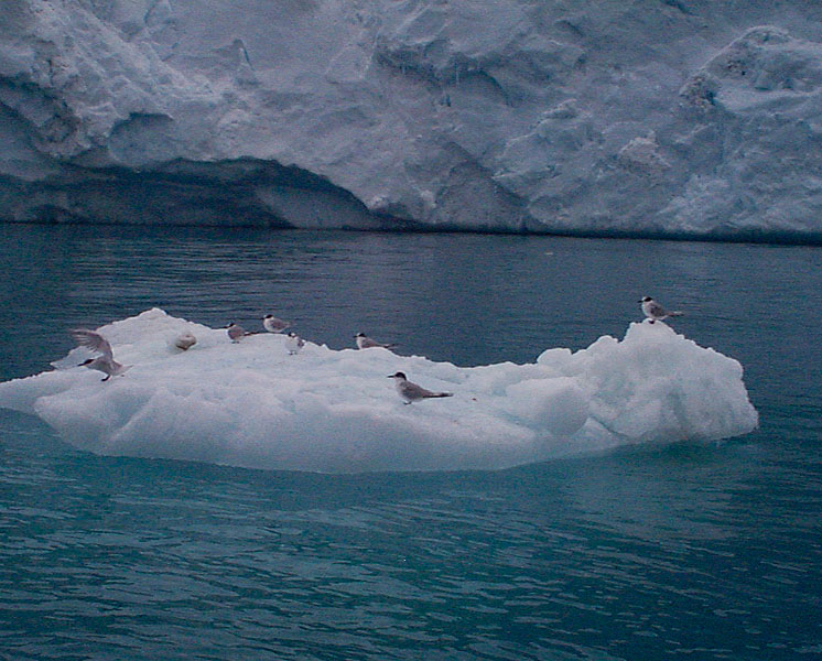 Arctic Terns on iceberg.jpg