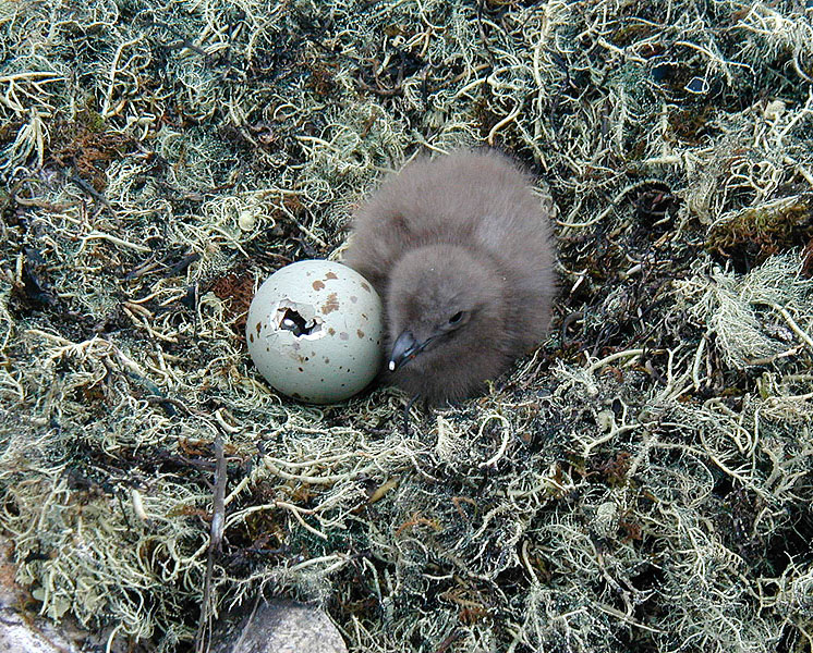 Antarctic Skua (Catharacta maccormicki) chick and egg.jpg