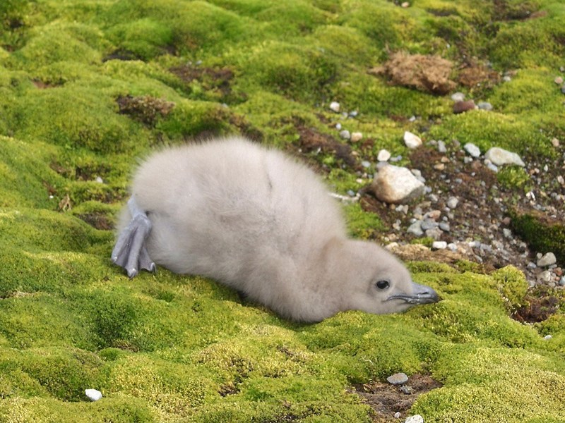 polar 216-Antarctic Skua molting juvenile.jpg