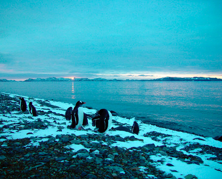 Gentoo Penguin flock under Sunset.jpg