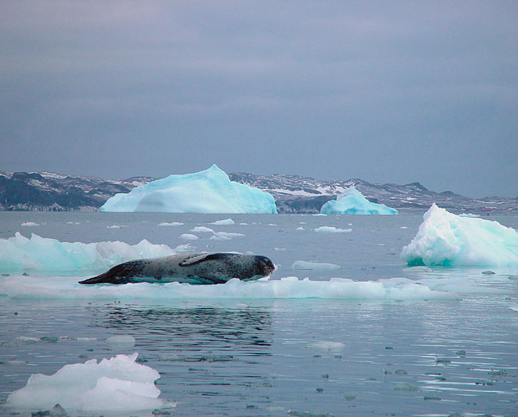 Weddell Seal.jpg