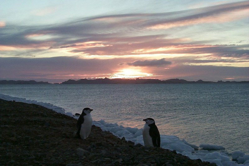 polar 195-chinstrap penguin pair under sunset.jpg
