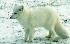 Arctic fox - Alopex lagopus.jpg