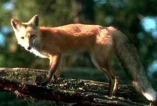 Red Fox - Vulpes vulpes.jpg