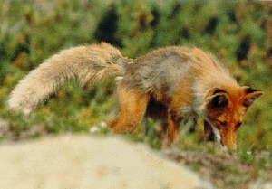 Korean Red Fox.jpg