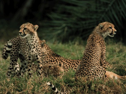 Cheetah-Family.jpg