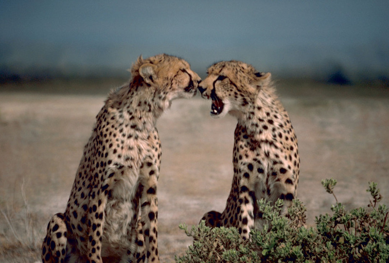 Cheetahs.jpg