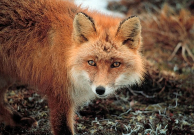 Red Fox at Cape Newenham.jpg