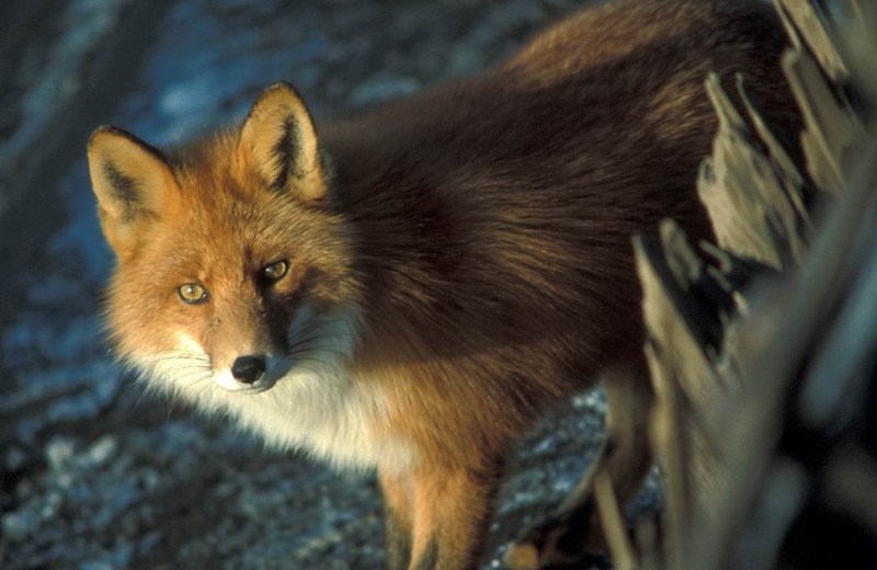 Red Fox at Shipwreck, Courtney Ford.jpg